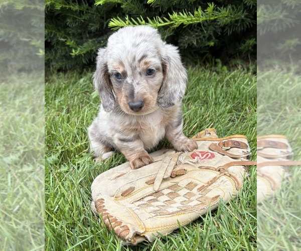 Medium Photo #3 Dachshund Puppy For Sale in MIDDLEBURY, IN, USA