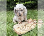 Small #2 Dachshund