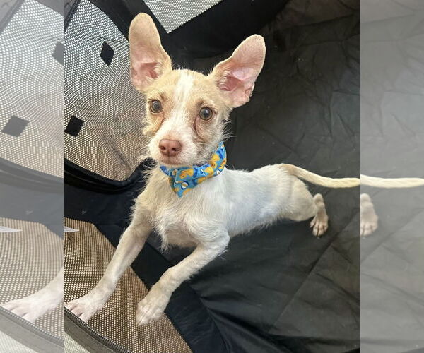 Medium Photo #5 Chihuahua-Parson Russell Terrier Mix Puppy For Sale in Phoenix, AZ, USA