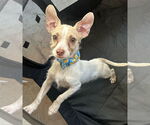 Small #4 Chihuahua-Parson Russell Terrier Mix