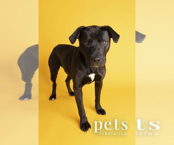 Medium Photo #11 Labrador Retriever Puppy For Sale in Foristell, MO, USA