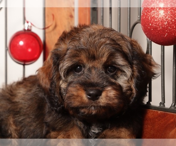 Medium Photo #3 Cavapoo (Standard) Puppy For Sale in NAPLES, FL, USA
