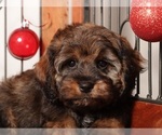 Small #2 Cavapoo (Standard)
