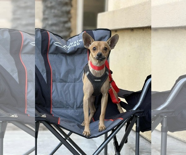 Medium Photo #2 Chihuahua-Unknown Mix Puppy For Sale in Visalia, CA, USA
