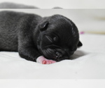 Small #4 Pug