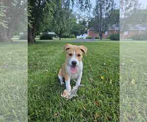 American Staffordshire Terrier-Siberian Husky Mix Dogs for adoption in Chester, VA, USA