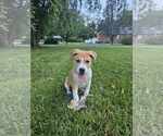 Small American Staffordshire Terrier-Siberian Husky Mix