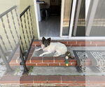 Small #1 Border Collie Mix