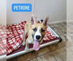 Small Photo #4  Puppy For Sale in , 