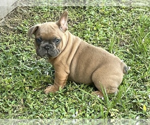 French Bulldog Puppy for sale in SEBRING, FL, USA