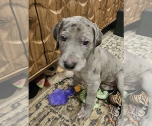 Medium Irish Dane