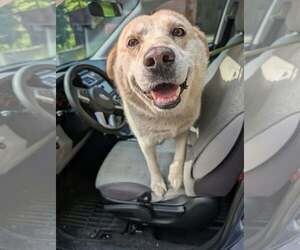 Tommy - Male Labrenees Dog for Adoption