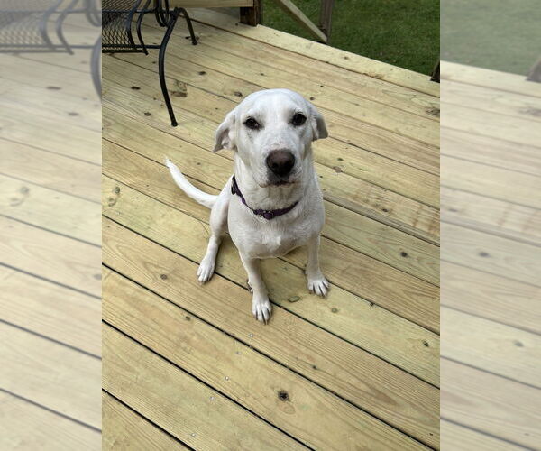 Medium Photo #3 Pointer-Unknown Mix Puppy For Sale in Boston, MA, USA