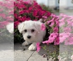 Small #8 Coton de Tulear
