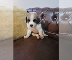 Small Saint Bernard