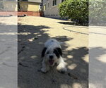 Small #6 Shih Tzu Mix