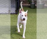Small #3 Mutt