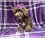 Small #6 ShihPoo