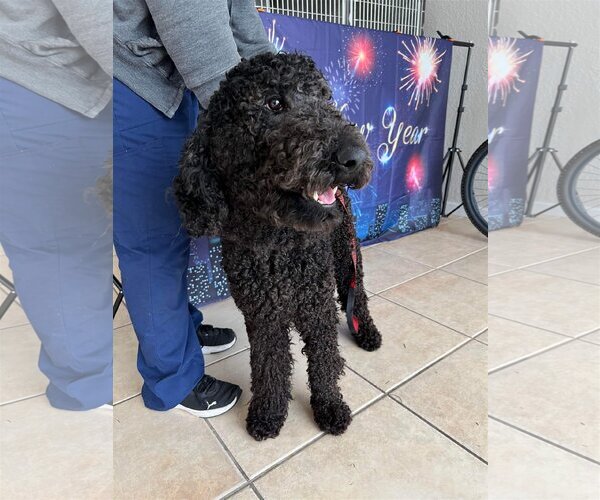 Medium Photo #4 Poodle (Standard) Puppy For Sale in Valrico, FL, USA
