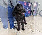 Small Photo #4 Poodle (Standard) Puppy For Sale in Valrico, FL, USA