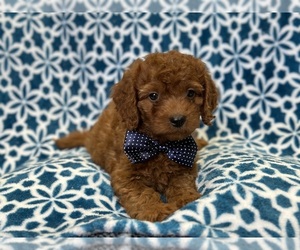 Cavapoo Puppy for sale in LAKELAND, FL, USA