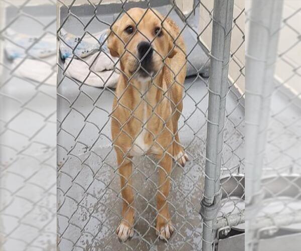 Medium Photo #1 Labrador Retriever-Unknown Mix Puppy For Sale in Anchorage, AK, USA