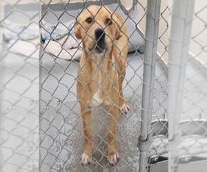 Labrador Retriever-Unknown Mix Dogs for adoption in Anchorage, AK, USA