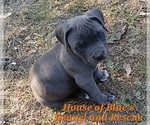 Small #12 American Pit Bull Terrier