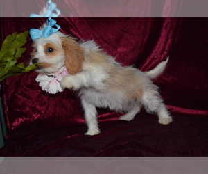 Cavapoo Puppy for sale in BARNESVILLE, KS, USA