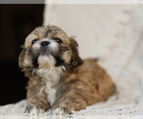 Medium Photo #8 Zuchon Puppy For Sale in HOUSE SPRINGS, MO, USA