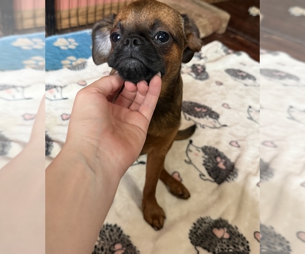 Medium Photo #6 Brussels Griffon Puppy For Sale in BLOOMINGTON, IL, USA