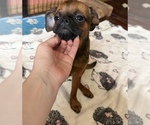 Small #5 Brussels Griffon