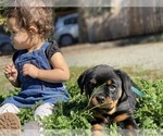 Small Photo #14 Rottweiler Puppy For Sale in NAPA, CA, USA