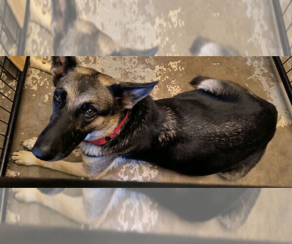 Medium Photo #7 German Shepherd Dog Puppy For Sale in Kansas City, MO, USA