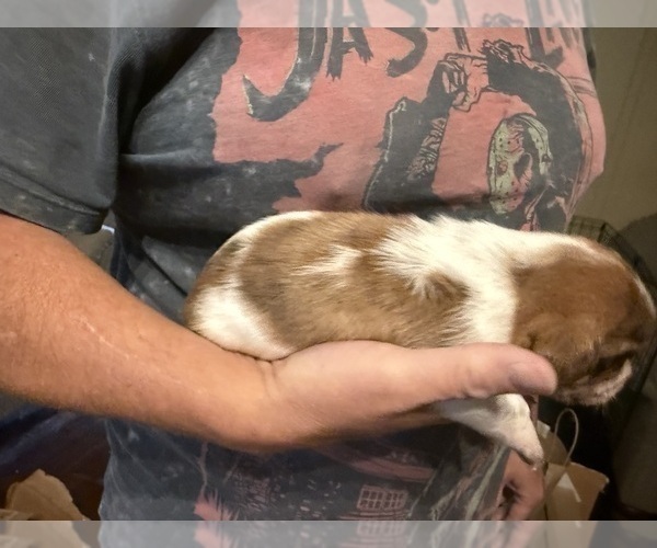 Medium Photo #36 Schweenie Puppy For Sale in DOTHAN, AL, USA