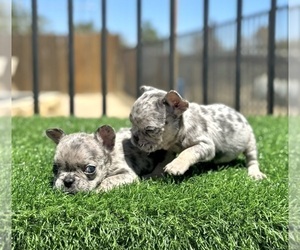 French Bulldog Puppy for sale in HOUSTON, TX, USA