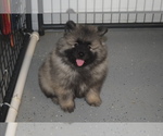 Small Photo #13 Keeshond Puppy For Sale in FAYETTEVILLE, TN, USA