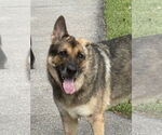 Small #3 German Shepherd Dog