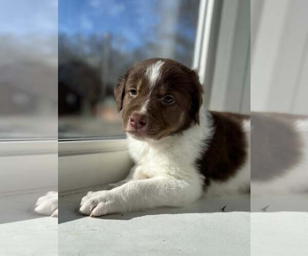 Medium Photo #1 Border Collie-Unknown Mix Puppy For Sale in Holly Springs, NC, USA
