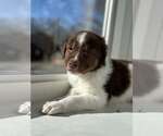 Small Border Collie Mix