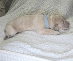 Puppy Light Grey Golden Irish-Golden Retriever Mix