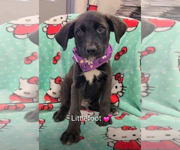 Medium Photo #1 Labrador Retriever-Unknown Mix Puppy For Sale in SHERBURNE, NY, USA