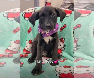 Labrador Retriever-Unknown Mix Dogs for adoption in SHERBURNE, NY, USA