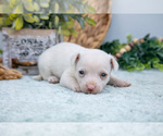 Small Photo #29 Chihuahua-Chorkie Mix Puppy For Sale in FREDERICKTOWN, OH, USA