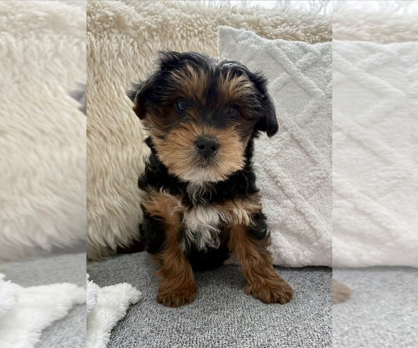 Medium Photo #8 YorkiePoo Puppy For Sale in FAIR HAVEN, MI, USA