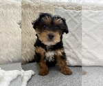 Small Photo #8 YorkiePoo Puppy For Sale in FAIR HAVEN, MI, USA