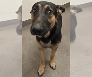 German Shepherd Dog Dogs for adoption in HESPERIA, CA, USA