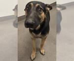 Small German Shepherd Dog