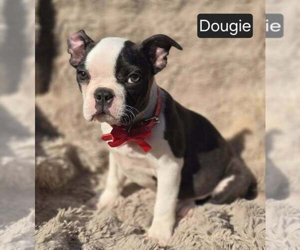 Medium Photo #4 Boston Terrier Puppy For Sale in POMEROY, OH, USA