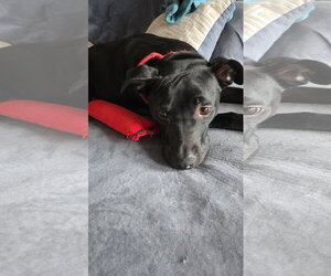 BLITZO - Male Labrador Retriever-Unknown Mix Dog for Adoption - Photo #2